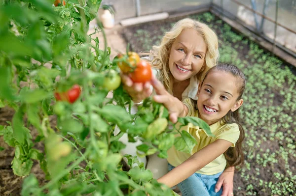 Vista superior de la mujer y la niña tocando tomates en crecimiento — Foto de Stock