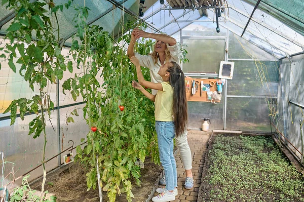 Woman and girl tying up seedlings in greenhouse — Fotografia de Stock