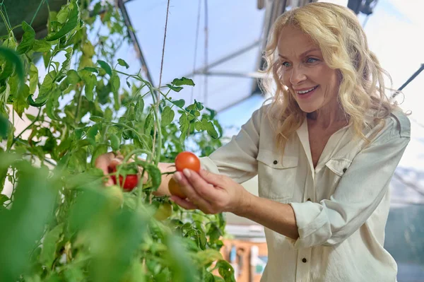 Vrouw die tomaten aanraakt in de kas — Stockfoto
