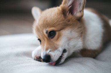 Köpek maması. Corgy köpek bir şey kemiriyor ve ciddi görünüyor.