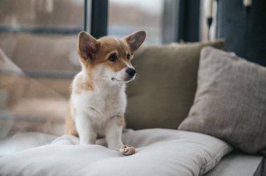 Tatlı bir köpek yavrusu. Odadaki yastığın üzerinde küçük şirin bir köpek yavrusu