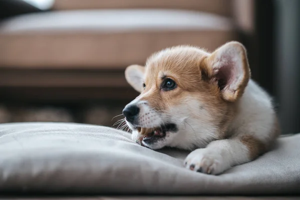 Little Puppy Cute Little Puppy Gnowing Something — Stock Photo, Image