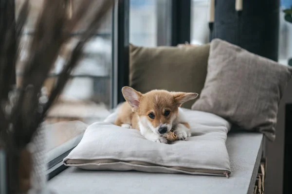 Sweet Puppy Little Cute Puppy Pillow Room — Stock Photo, Image