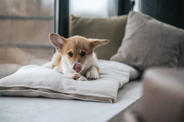 Cucciolo Dolce Piccolo Cucciolo Carino Sul Cuscino Nella Stanza — Foto Stock