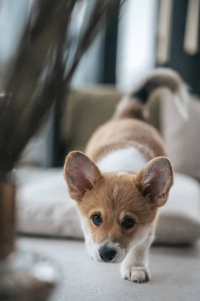 Puppy Close Cute Little Puppy — Stock Photo, Image