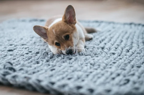 Puppy Cute Little Puppy Floor — Stock Photo, Image