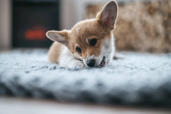 Puppy Cute Little Puppy Floor — Stock Photo, Image