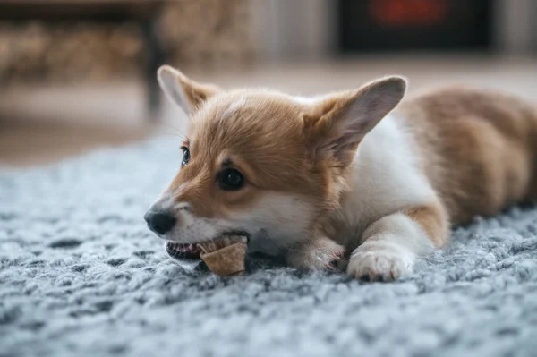 Little Puppy Cute Little Puppy Gnowing Something — Stock Photo, Image