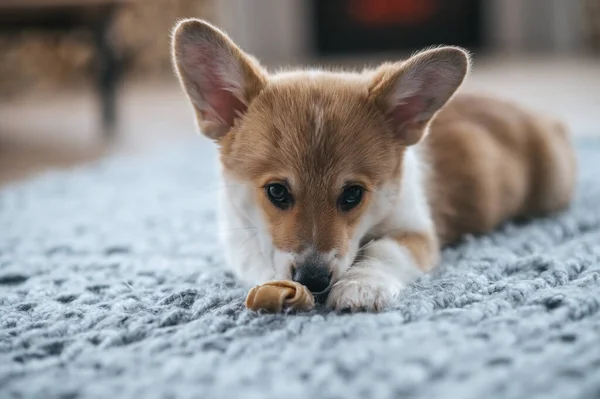 Little Puppy Cute Little Puppy Gnowing Something — Stock Photo, Image