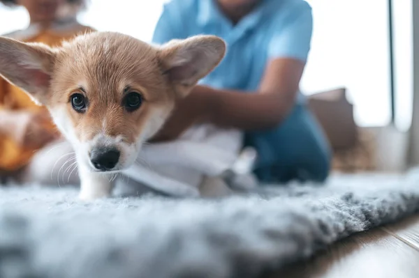 Cute Puppy Close Puppy Aand Boy Drying Towel — Stock Photo, Image