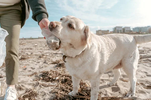 Labrador Retriever Ajudando Ativista Ambiental Coletar Garrafas Plástico Descartadas Praia — Fotografia de Stock