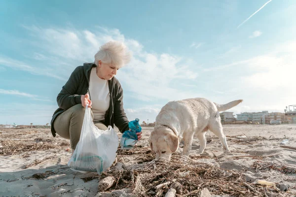 Labrador Retriever Uma Voluntária Recolhendo Garrafas Água Plástico Sujas Descartadas — Fotografia de Stock