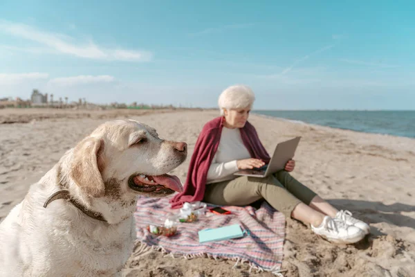Focada Mulher Sênior Trabalhando Laptop Enquanto Cão Sentado Lado Dela — Fotografia de Stock