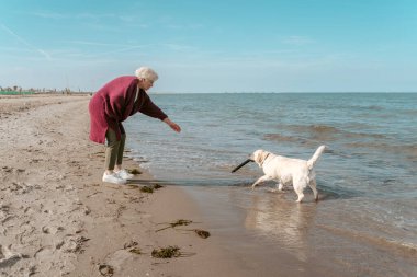 Deniz kıyısında Cocker Spaniel 'i eğiten konsantre olmuş gri saçlı bir kadının yan görüntüsü.