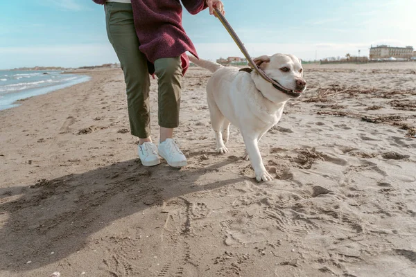 Foto Recortada Uma Pessoa Dando Passeio Com Labrador Retriever Longo — Fotografia de Stock