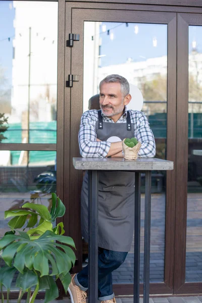 Full-length portrait of a contented coffee shop worker in the apron leaning on the table and gazing into the distance