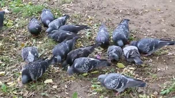 Blue Pigeons Latin Columba Livia Peck Millet Grains Grass Leaves — Stock Video