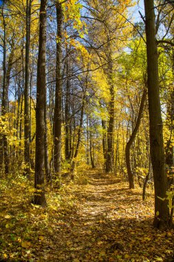 Güzel ağaçları olan bir sokak ve açık güneşli bir günde mavi gökyüzüne karşı sarı yapraklardan oluşan sarı bir halı. Doğa peyzaj nehirleri ekoloji.