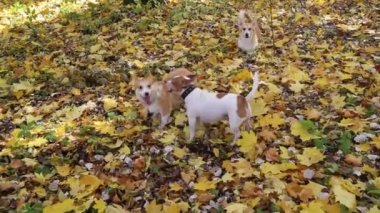 Galli Corgi Pembroke köpekleri sonbaharda ormanda sarı ve kırmızı yapraklardan oluşan güzel bir halıda oynarken eğleniyorlar. Doğal hayvan köpek yetiştiriciliği..