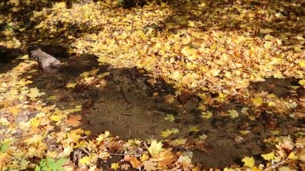 清澈的溪水流过一条美丽的黄枫树地毯 在明亮的阳光的映衬下流过树叶 自然植物秋季生态 — 图库视频影像