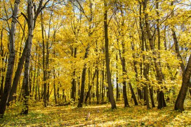 Açık güneşli bir sonbaharda mavi gökyüzüne karşı sarı ve yeşil ağaçlar. Doğa peyzaj nehirleri ekoloji.