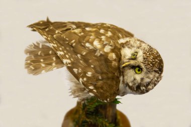 Tüylü bacaklı baykuş (Lat.Aegolius funereus) beyaz arka planda izole edilmiş güzel kahverengi tüylere sahiptir. Kuşlar, kuş bilimi, ekoloji.