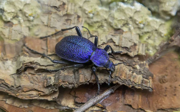 Besouro Chão Carabidae Latin Cor Lilás Casca Árvores Folhas Secas — Fotografia de Stock