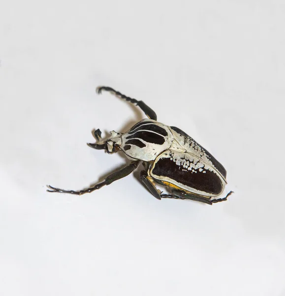 Royal Goliath Beetle Goliathus Regius Large Black Claws Isolated White — Stock Photo, Image