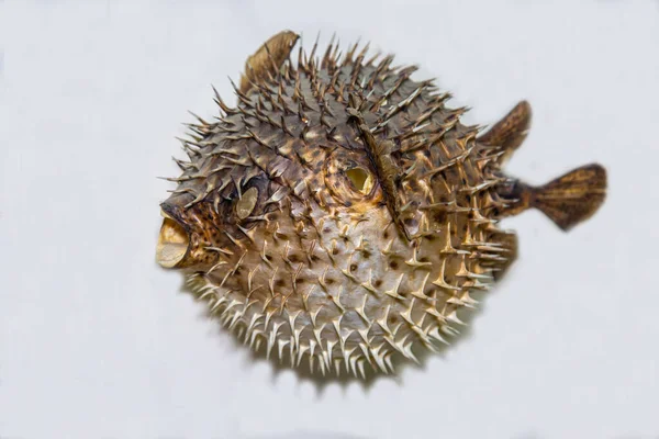 Fish Hedgehog Lat Diodon Inflated Sharp Needles Light Background Marine — Fotografia de Stock