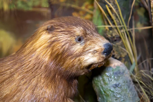 Portrait Ordinary Beaver Latin Castor Fiber Beautiful Brown Coat Background — Fotografia de Stock