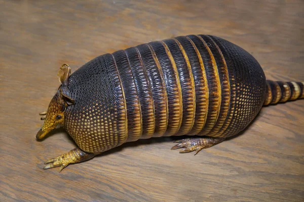 Gürteltier Lateinisch Dasypus Novemcinctus Mit Einer Schönen Schuppigen Braunen Haut — Stockfoto