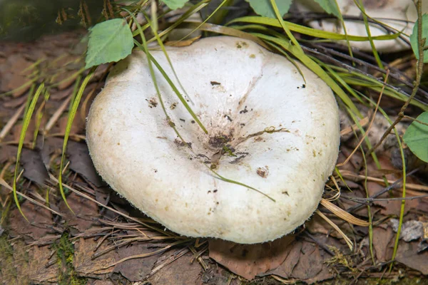 Mushroom Real Mushroom Latin Lactarius Resimus Large Gray Hat Background — Stock Photo, Image