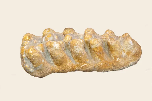 奥弗涅乳齿象 拉丁语 Anancus Arvernensis 新基因时期在孤立的白色背景上呈黄色 古生物学海洋动物化石 — 图库照片