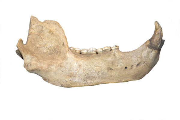 Fragment of the jaw of a cave bear (Latin Ursus spelaeus) gray isolated on a white background, Anthropogenic period. Paleontology marine animal fossils.