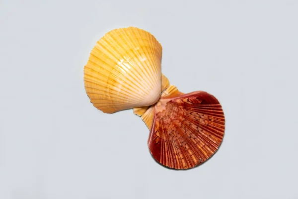 Scallop Shell Zigzag 拉丁文 Pecten Zikzak 是黄褐色的 背景为浅蓝色 有着美丽的发散射线图案 海洋动物贝类生态 — 图库照片