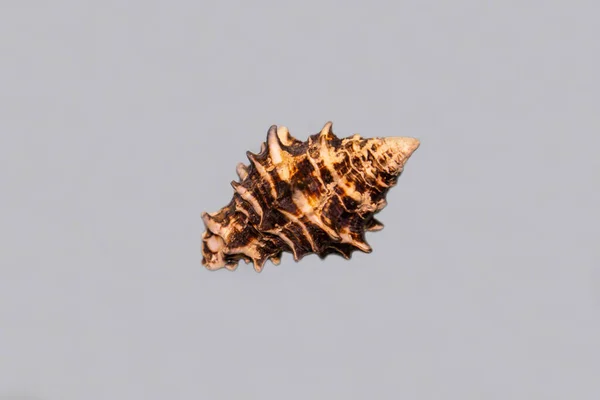 软体动物的外壳是一个圆圆的花瓶 拉丁文 Vasum Tubiferum 有着美丽的褐色卷曲 背景为浅蓝色 海洋动物贝类生态 — 图库照片