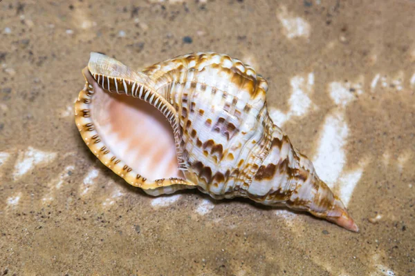 海の砂の上に美しい茶色のキューレとカロニアトーチシェル ラテンカロニアランパ 海獣貝類 魚生態 — ストック写真