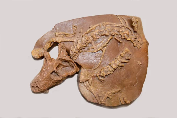 一种动物牙齿爬行动物的骨骼是二叠纪的爬行动物Viatkosuchus Sumini 在浅色背景下呈褐色 古生物学是地球发展的历史 — 图库照片