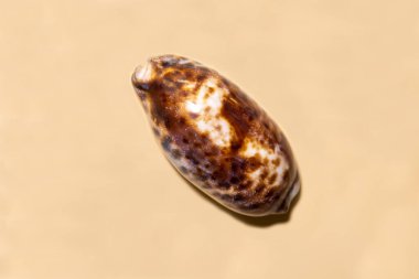 Yumuşakça Cypraea Mağribi 'nin (Latin Cypraea Mauritiana) kabuğu, bej arkaplanda güzel kahverengi bir deseni vardır. Deniz hayvanları kabuklu deniz ürünleri ekolojisi.