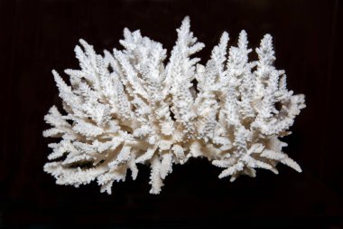 Siyah arka planda güzel dalları olan gür beyaz mercan (Latin Achatina varicosa). Deniz hayvanları mercan ekolojisini yumuşatır.