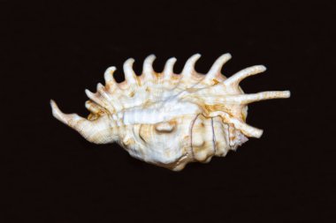 Gastropod yumuşakçaları olan Lambis chiragra (Latin Lambis chiragra) kabuğunun siyah bir arka planı vardır. Deniz hayvanları kabuklu deniz ürünleri ekolojisi.