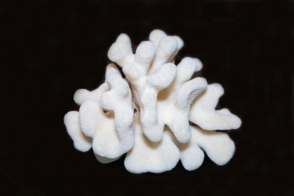 Bílý Sango Korál Krásnými Větvemi Černém Pozadí Mořští Živočichové Měkkýši — Stock fotografie