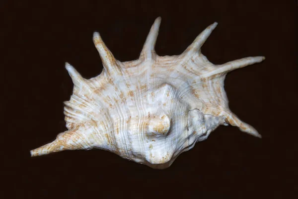 Guscio Del Mollusco Gasteropode Lambis Crocata Latino Lambis Truncata Con — Foto Stock