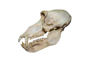 Beyaz arka planda, bir ayı babunun (Latin Papio ursinus) kafatası kesiği izole edilmiştir. Paleontoloji fosil anatomisi.