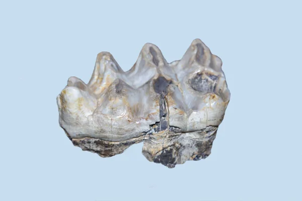 Molární Zub Mladého Slona Řád Proboscidea Šedý Izolovaný Bílém Pozadí — Stock fotografie