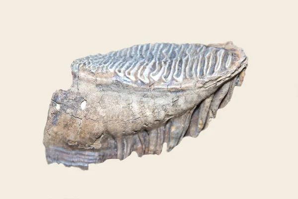 코끼리의 Proboscidea 바탕에 고립된 회색이다 포유류 — 스톡 사진