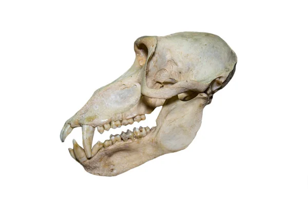 Cut Skull Bear Baboon Latin Papio Ursinus Gray Color Isolated — стокове фото
