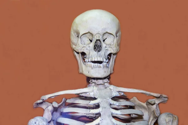 Human Skeleton Latin Homo Sapiens Gray Skull Thorax Isolated Brown — Stock Photo, Image