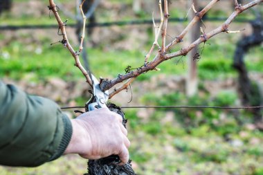 Şarap üreticisi elin yakın çekimi. Üzüm bağını profesyonel çelik makasla budayın. Geleneksel tarım. Kış budama, Guyot yöntemi.