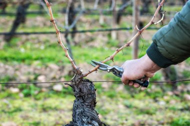 Şarap üreticisi elin yakın çekimi. Üzüm bağını profesyonel çelik makasla budayın. Geleneksel tarım. Kış budama, Guyot yöntemi.